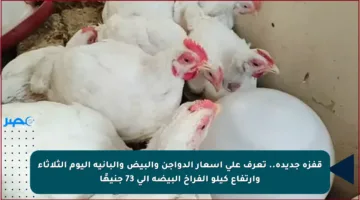 قفزة جديدة.. تعرف على أسعار الدواجن والبيض والبانية اليوم الثلاثاء وارتفاع كيلو الفراخ البيضة إلى 73 جنيهًا